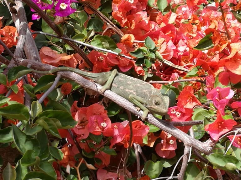 Matka Marokkoon asuntoautolla Itä-Euroopan halki